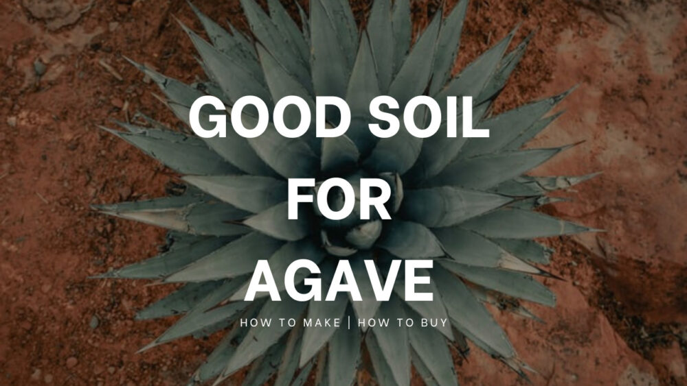 【初心者必見】アガベにおすすめの土を紹介！市販品or自作の土どちらがいい？疑問解消！
