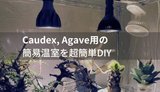 【初心者必見】コーデックス、アガベの簡易温室を超簡単自作・DIY！