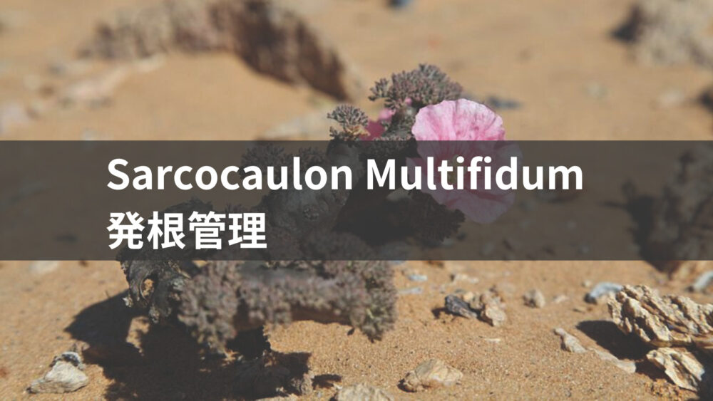 【発根管理】Sarcocaulon multifidum/サルコカウロン・ムルチフィズムの発根管理に必要なポイントとは？