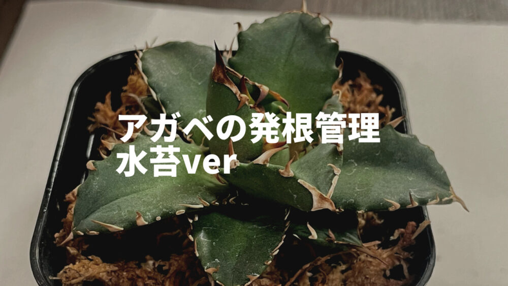 【発根管理】アガベを水苔で発根管理する方法徹底解説！