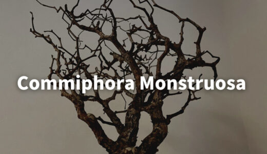 【発根管理】コミフォラ モンストローサ/commiphora monstruosa発根管理方法を徹底解説！手順と必要な道具も紹介