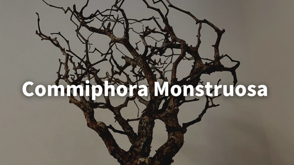 Commiphora_monstruosa③発根済コミフォラ モンストローサ(検 Commiphora_monstruosa③発根済コミフォラ モンストローサ(検