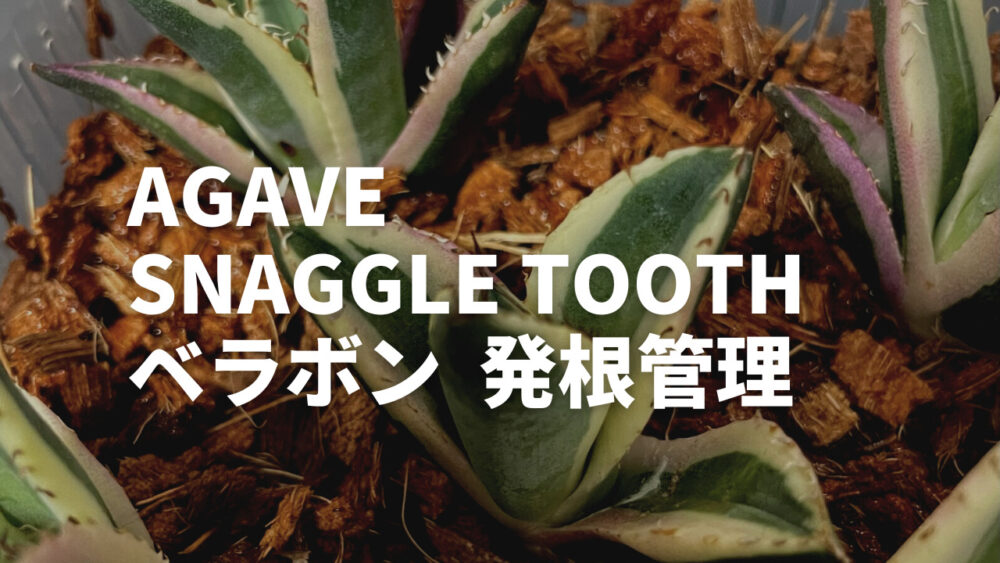 【発根管理】ベラボンを使用したアガベの発根管理!スナグルトゥースの発根管理