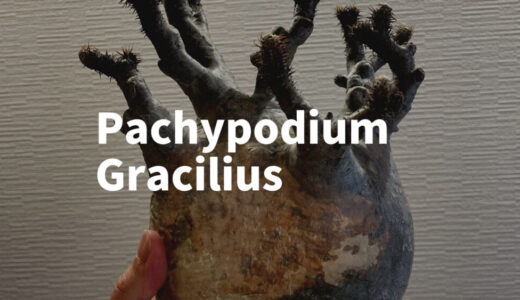 【発根管理】パキポディウム グラキリスの発根管理徹底解説！必要な道具と手順