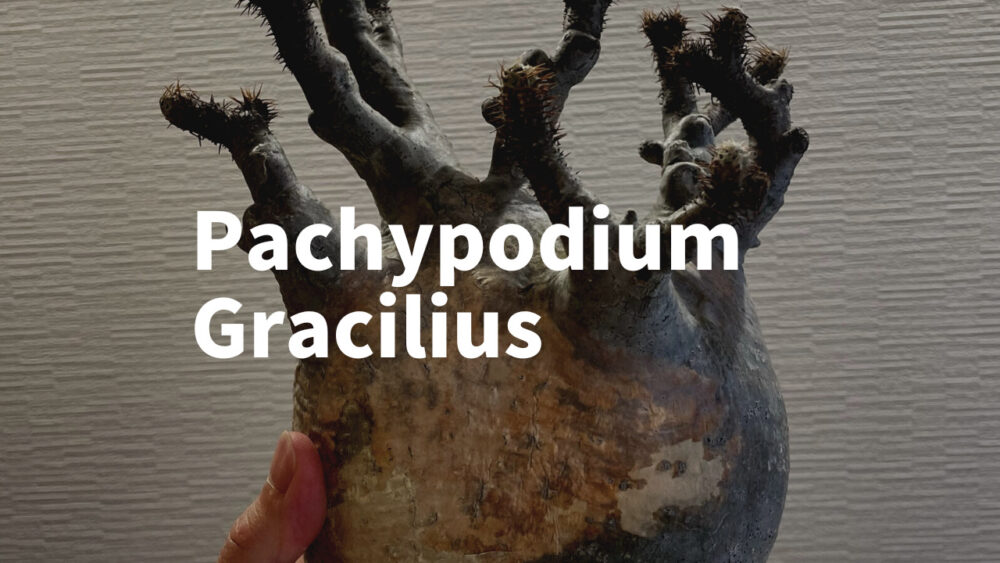 【発根管理】パキポディウム グラキリスの発根管理徹底解説!必要な道具と手順