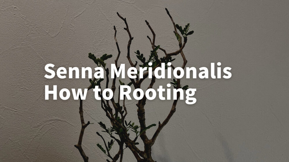 【発根管理】センナ メリディオナリスの発根管理徹底解説！必要な道具と手順