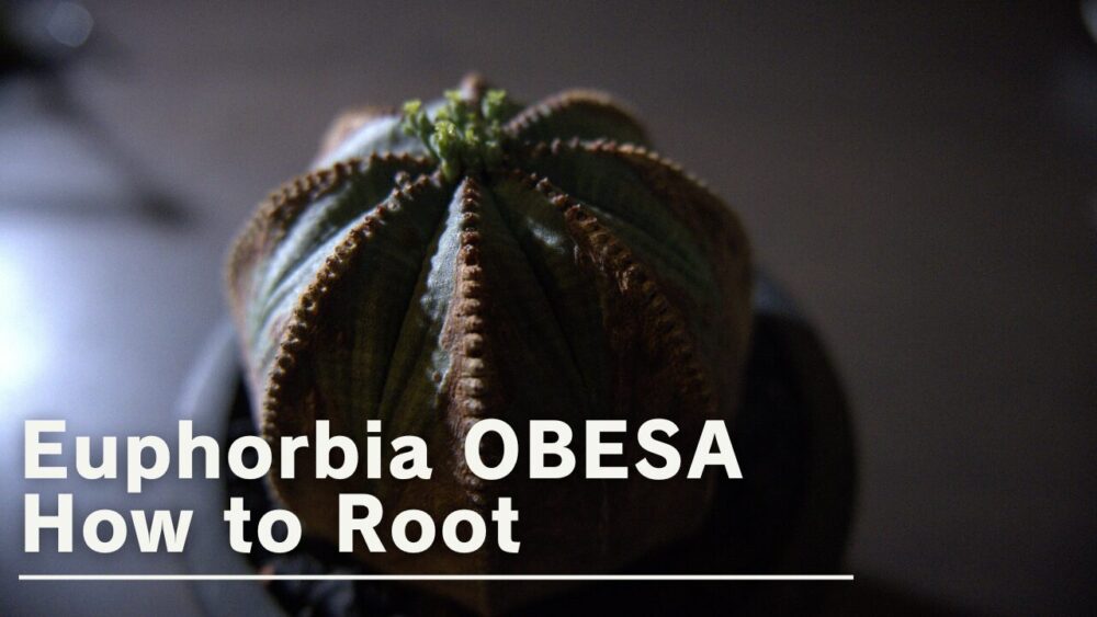 【発根管理】ユーフォルビア オベサの発根管理を徹底解説
