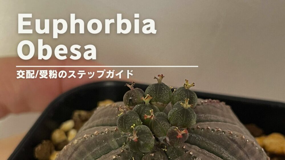 初心者でもできる！ユーフォルビア・オベサの交配方法完全マニュアル｜雄雌の見分け方も解説