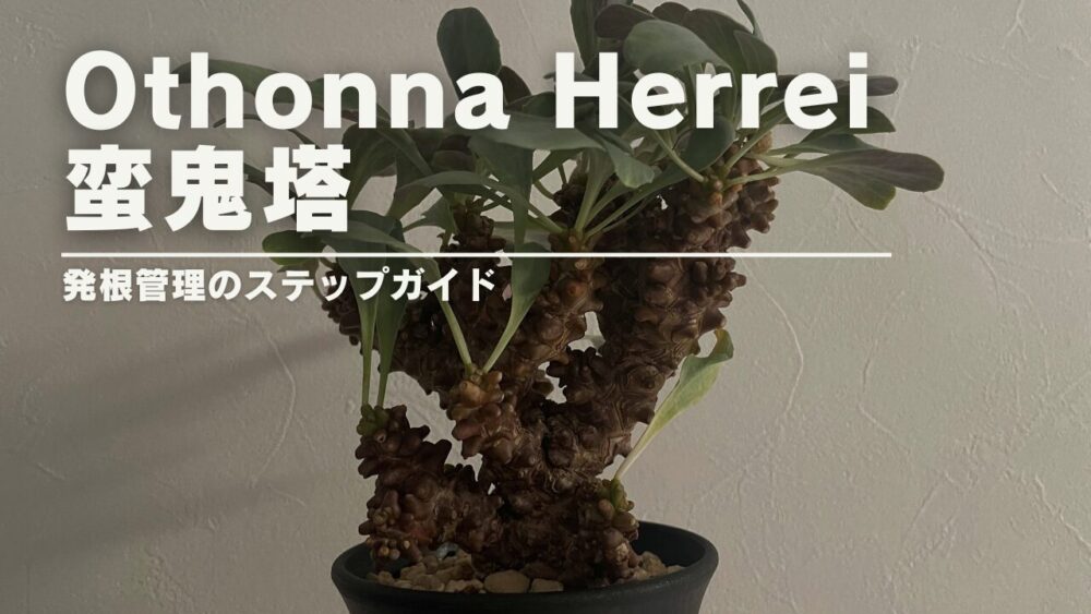 【発根管理】オトンナ ヘレーの発根管理を徹底解説！（Othonna herrei 蛮鬼塔）