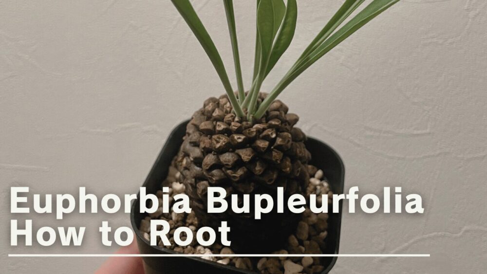 【発根管理】鉄甲丸 / ユーフォルビア ブプレウリフォリアの発根管理を徹底解説