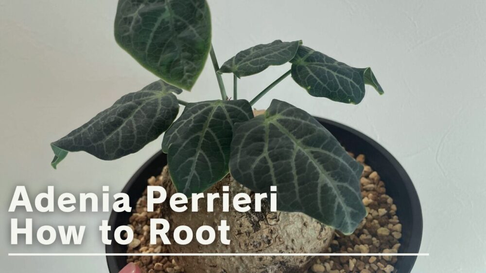 【発根管理】アデニア ペリエリの発根管理を徹底解説