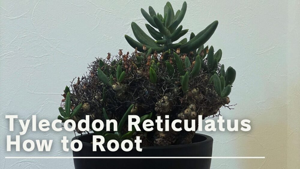 チレコドン　レティキュラータス　アナザータイプ　発根済み Amazon｜【現品限り】チレコドン・レティキュラータス 現地株 発