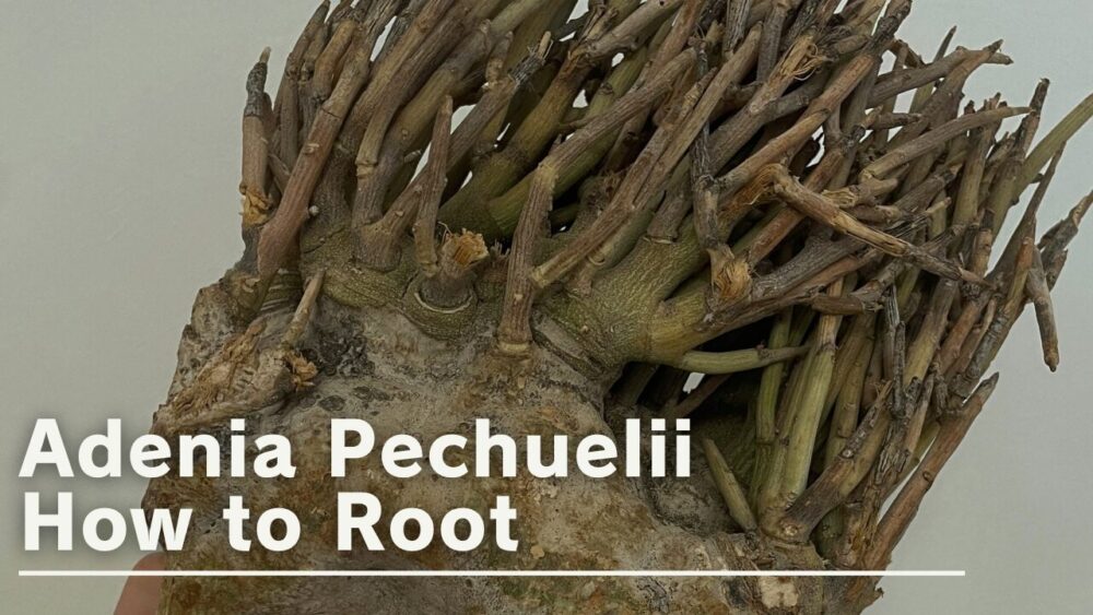 発根管理】アデニア・ペチュエリー（Adenia pechuelii）の発根管理を